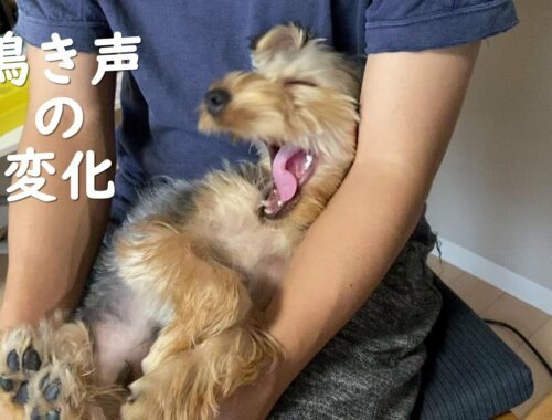【鳴き声の変化】子犬ヨークシャテリア～14か月/共働き夫婦とヨーキー