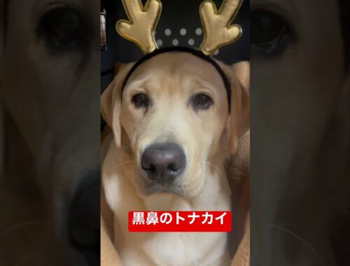【ラブラドールレトリーバー】子犬　7ヶ月　初めてのクリスマス　♯shorts