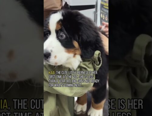 Bernese Puppy's First Visit to the Vet is Full of CUTENESS! 😭😭 #shorts #dog