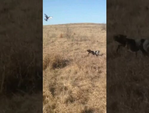 Watch how the pointer Dog points over a Bird #pointerdog #pointer #hunting #caccia
