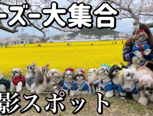 【撮影スポット】奈良の穴場で最高な場所にシーズー犬が集合したら天国だった！ / Shihtzu Paradise in Nara.