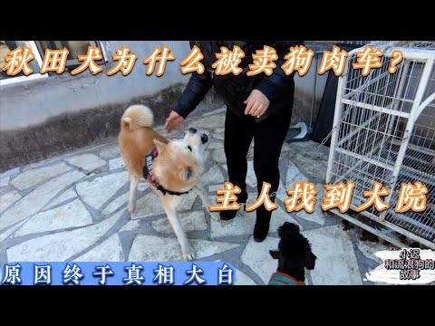 秋田犬为什么会被卖到狗肉车上，主人找到大院，原因终于真相大白  Dog rescue in China 20220401