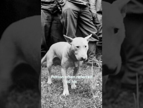 George S. Patton owned multiple Bull Terriers during his lifetime #bullterrier