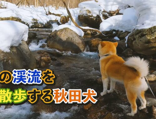 冬の渓流を散歩する秋田犬