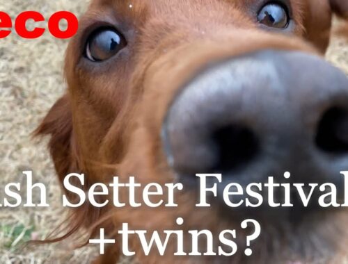 アイリッシュセター祭２＋双子？（peco  Irish Setter Festival２＋twins？）　アイリッシュセター（アイリッシュセッター）Irish Setor（Irish Setter）