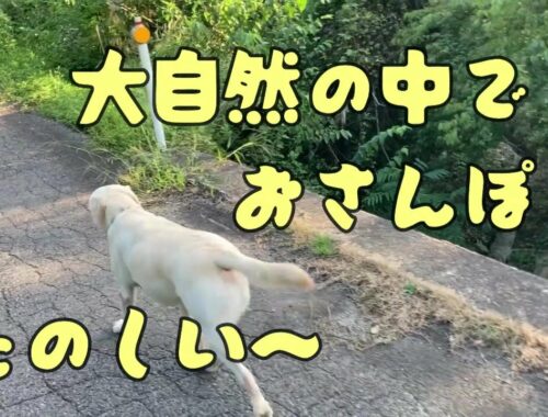 いつもと違うお散歩(^^♪【ラブラドールレトリーバーのニホNo.62】