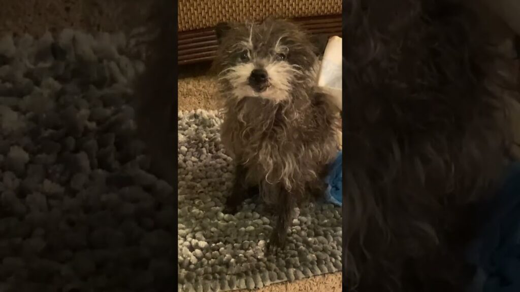 Hateful Dog hates this one word ??😡
