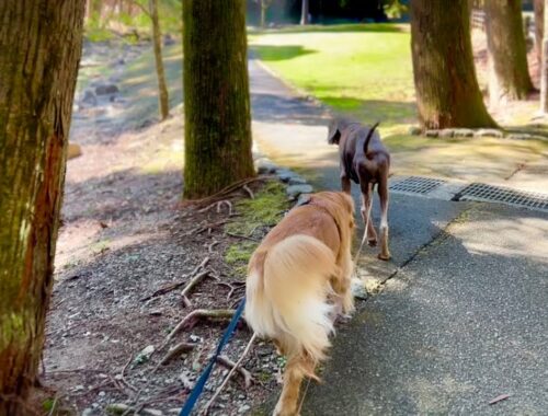 愛犬とのんびりお散歩。ゴールデンレトリバーとワイマラナーの子犬