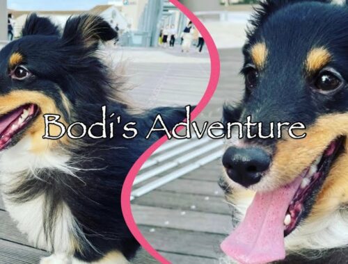 Bodi's Life 〜ワタシの生き方〜【Shetland Sheepdog/シェットランドシープドッグ/셸티】