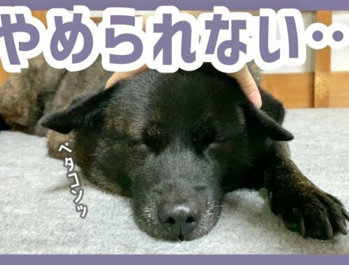 【甲斐犬】寝てる時にちょっかい出されても全く怒らない犬が優しすぎて癒される…！