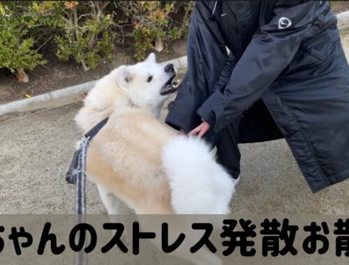 【秋田犬】家族みんなでお散歩が嬉しくてハッスルしちゃう凛太郎