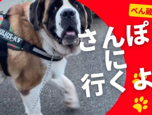 【大型犬 セントバーナード】べん蔵の夕方さんぽNO.1