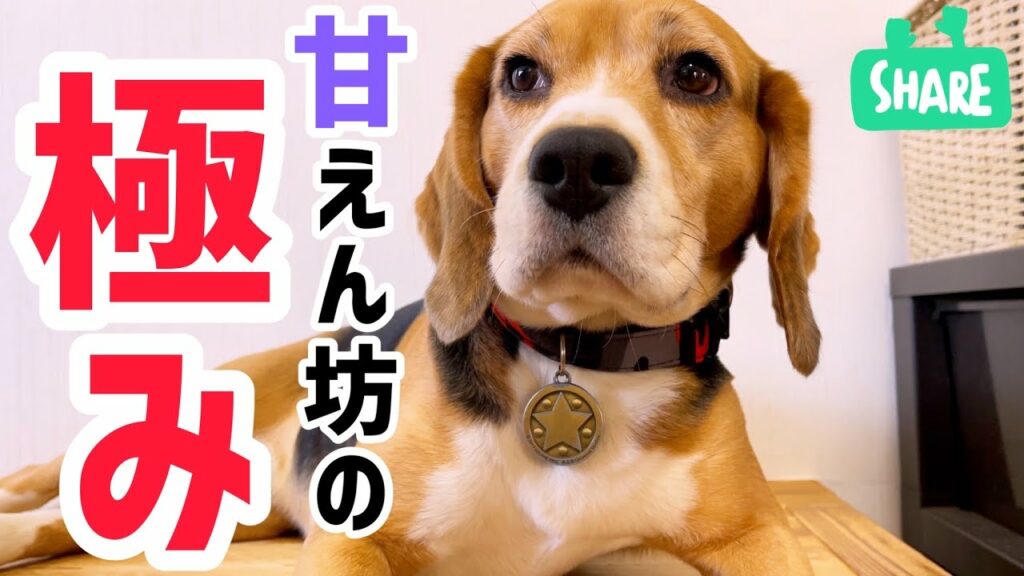 そのビーグル犬　甘えすぎて可愛すぎ♡