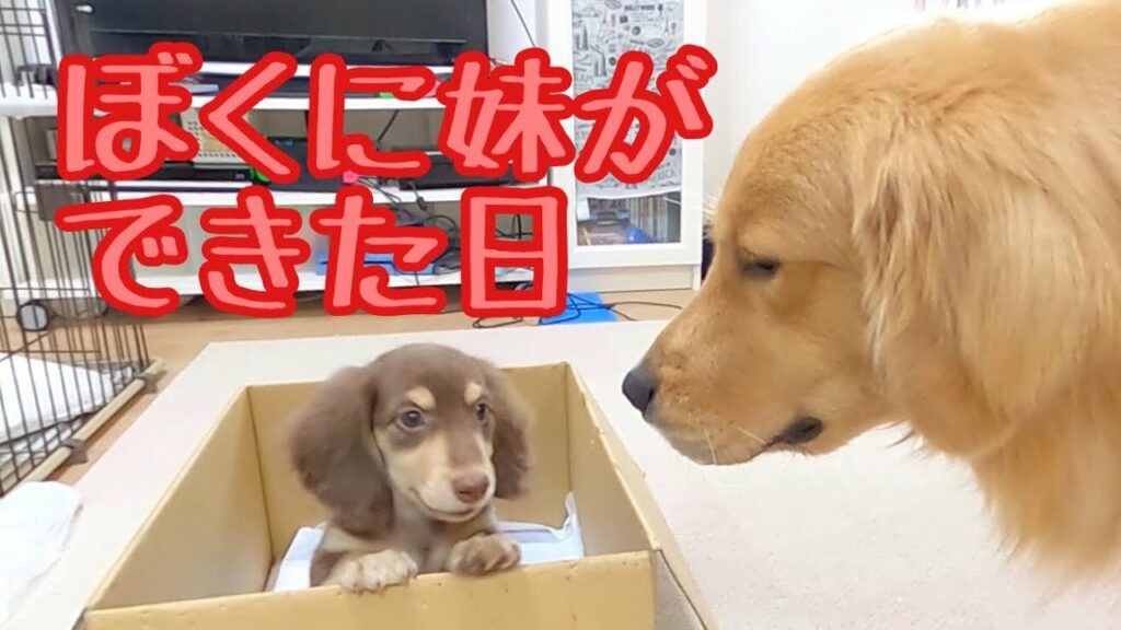 【大型犬と小型犬の出会い】ダックスの子犬と出会った先住犬の反応が凄い!お迎え初日、ゴールデンレトリバーのクッキーと初対面。ミニチュアダックスフンドの子犬(仔犬)をお迎えしました。 【大型犬と小型犬の出会い】ダックスの子犬と出会った先住犬の反応が凄い!お迎え初日、ゴールデンレトリバーのクッキーと初対面。ミニチュアダックスフンドの子犬(仔犬)をお迎えしました。