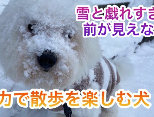 【雪と一体化】冬の寒さに負け知らずなビションフリーゼ #puppy #bichonfrise #dog #pet