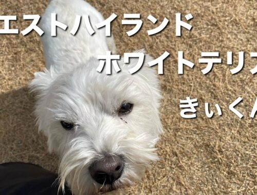 ウエストハイランドホワイトテリア きぃくん【West Highland White Terrier】