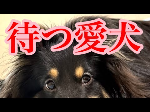 シェットランドシープドッグのボーディちゃんの可愛い瞬間のコレをご覧ください。