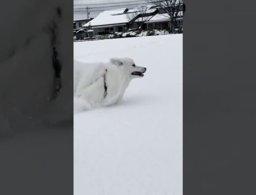 雪を駆ける日本スピッツ🐾その２ #shorts #日本スピッツ #スピッツ #雪 #japanesespitz #犬のいる暮らし #dog #snow