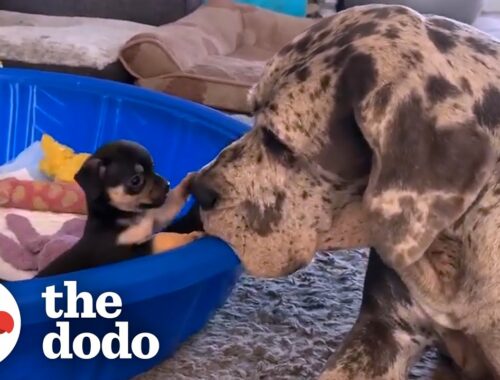 Giant Great Dane Has Raised Hundreds of Tiny Puppies and Kittens | The Dodo