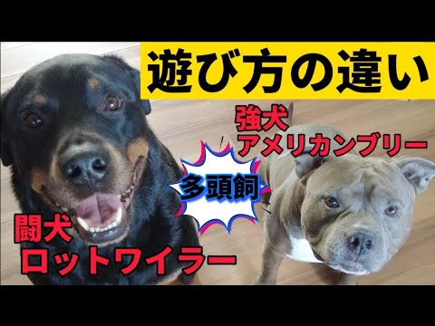 【多頭飼】闘犬ロットワイラーと強犬アメリカンブリー(ピットブル)