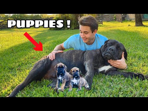 MY PREGNANT DOG IS HAVING PUPPIES ! WHAT NOW ?!