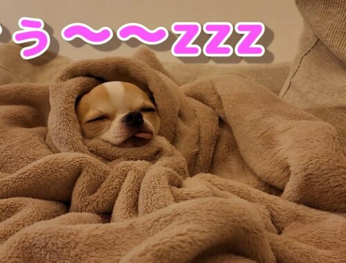 毛布で快適に眠る僧侶に似たスムースチワワ犬🐶💘💛 　chihuahua dog likes his blanket.（スムチー、スムースコートチワワ、tiwawa. chiwawa）