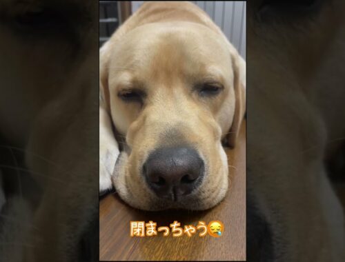 【ラブラドールレトリーバー】大型犬１歳　瞼が閉まっちゃう　寝落ち