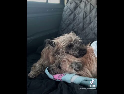 Cairn terriers lying down in the car together #cairnterrier #fypシ #dogs #puppy