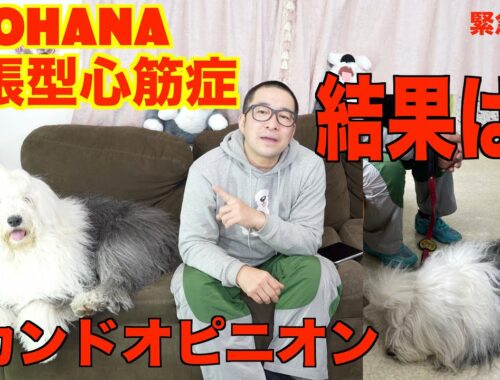 【緊急動画】犬のセカンドオピニオン・健康診断について【愛犬家のみなさんのご意見コメント待っています！】