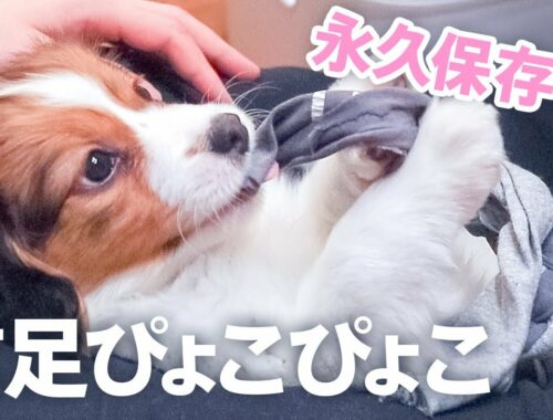 前足ぴょこぴょこが可愛すぎる子犬のコーイケルホンディエ -Kooikerhondje puppy whose forepaw is moving, which looks so cute