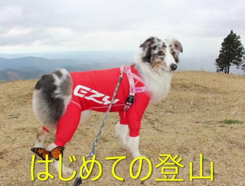 DOG HIKES UP AT TAKATORI MT. IN JAPAN.【オーストラリアンシェパード/AUSTRALIAN SHEPHERD】