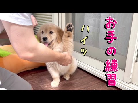 ゴールデンレトリバー子犬 「お手」の練習 with subtitles