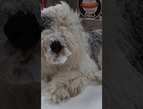 Snowcovered Old English Sheepdog Puppy Looks Like a Yeti #shorts
