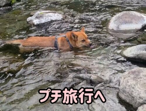 旅行先の川で水風呂を嗜む甲斐犬