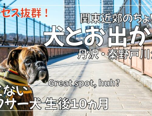 【犬とお出かけ】丹沢の山と秦野戸川公園をボクサー犬と歩く