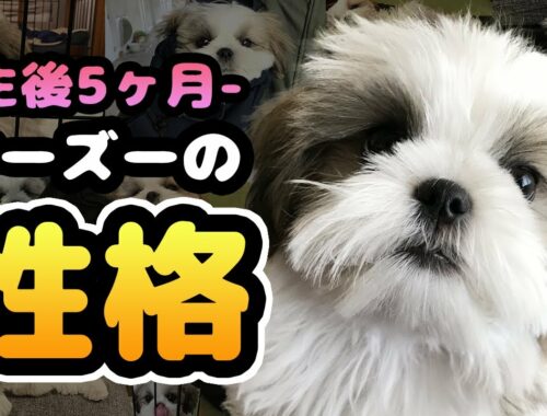 【生後5ヶ月】シーズー子犬の魅力的な性格や癖が分かってきました！