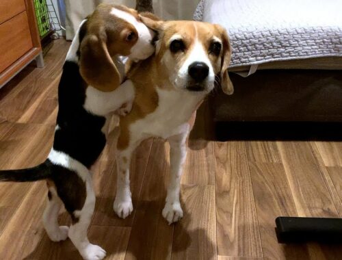 自由な子犬と優しすぎる先住犬【ビーグル多頭飼い】Beagle Puppy