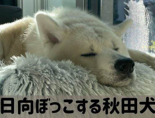 【秋田犬】ポカポカ陽気が気持ちよくて眠くなる凛太郎
