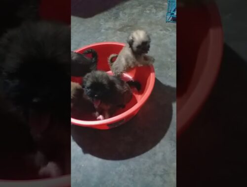 cute lhasa apso puppies