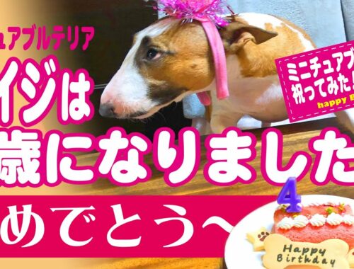 ［ブルテリア］Miniature Bull Terrier  4歳になりました！Happy Birthday Bull terrier is 4 years old
