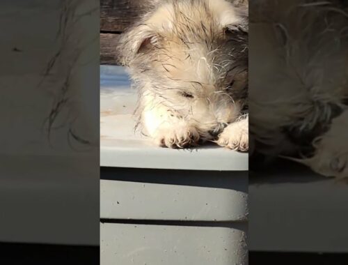 Too Cute to Handle! - Watch This Shih Tzu Husky Mix Relaxing in the Sun!