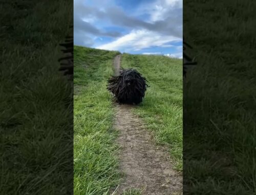 This Puli Dog looks like a fluffy ball ♥️ funny and cute dog video #shorts #pets #animals