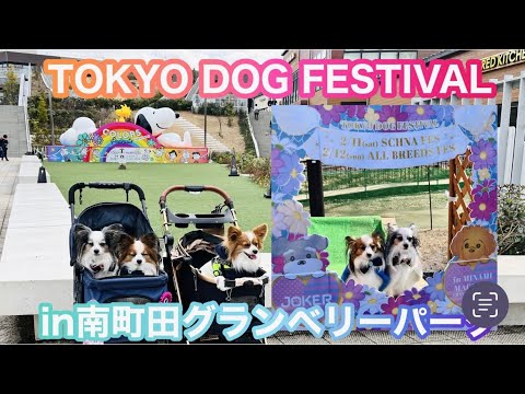 【TOKYO DOG FESTIVAL 】全犬種フェスティバル！に行って来ました～！　#パピヨン #papillon #全犬種フェスティバル #南町田グランベリーパーク
