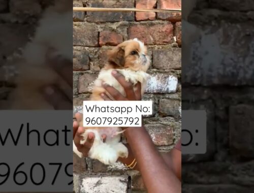Shihtzu Male puppy For Sale