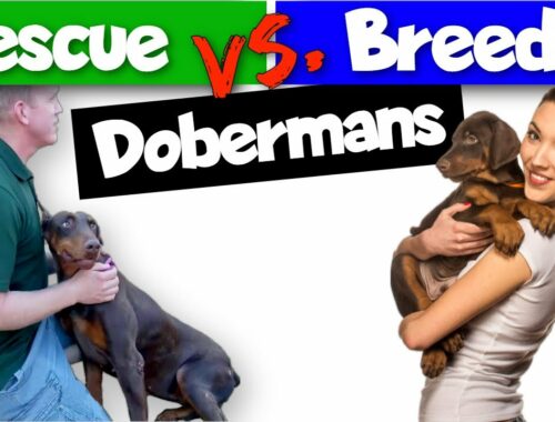 Adopting vs. Buying a Doberman: Which is Better?