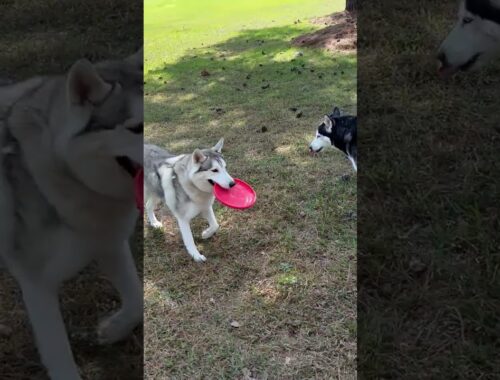 THE BEST DOG TOY FOR SIBERIAN HUSKIES!!! (GUARANTEED!)