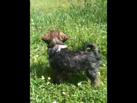 Dexter - Tibet Terrier, 11 Wochen