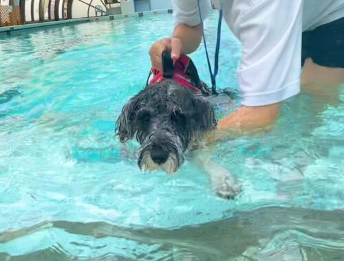 カナヅチ愛犬をプールに入れてみた結果www【ミニチュアシュナウザーのコアラ】