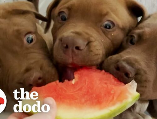 The 8 Rules To Fostering A Litter Of Tiny Puppies | The Dodo
