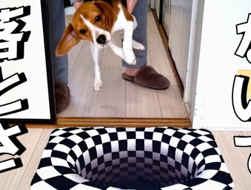 床にトリックアートを置いたら愛犬が予想外の反応でした…【ビーグル】